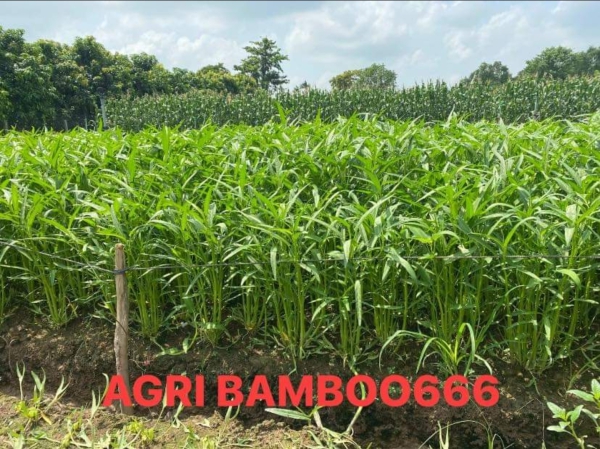 Rau Muống AGRI BAMBOO 666