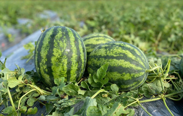 Công ty TNHH Agriscience - Chuyên kinh doanh Hạt Giống - Phân Bón - Thuốc Bảo Vệ Thực Vật - Bảo Vệ Môi Trường - Dịch Vụ Nông Nghiệp