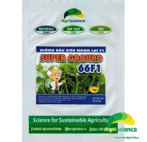 Bầu Siêu Ngọn Super Grourd 66F1