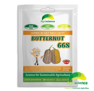 Bí hạt đậu BUTTERNUT 66S