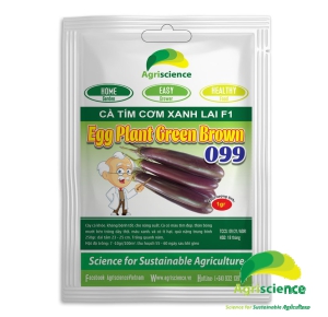 Cà Tím Egg Plant Green Brown 099