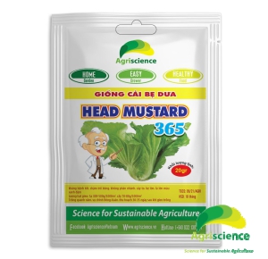 Cải Bẹ Dưa Head Mustard 365
