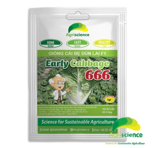 Cải Bẹ Dún EARLY CABBAGE 666