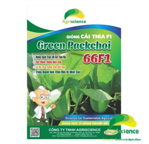 Cải Thìa lai F1 - Green Packchoi 66F1