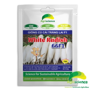 Củ Cải Trắng White Radish 66F1