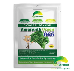 Dền cơm Lá Tròn Amaranth Green 066