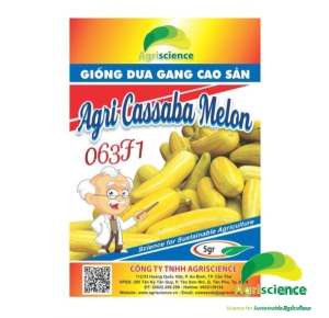 Dưa Gang Cao Sản  Agri Cassaba Melon 063F1