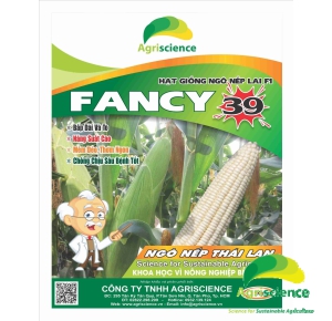 Ngô Nếp lai F1 FANCY 39
