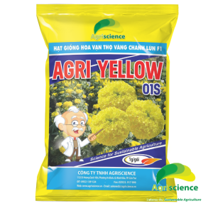 Hoa Vạn Thọ Vàng Chanh Lùn F1 - AGRI YELLOW 01S