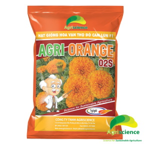 Hoa Vạn Thọ Đỏ Cam Lùn F1 - AGRI ORANGE 02S