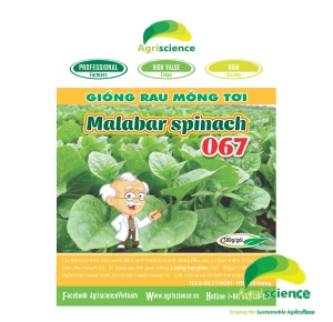 Rau Mồng Tơi Malabar Spinach 067