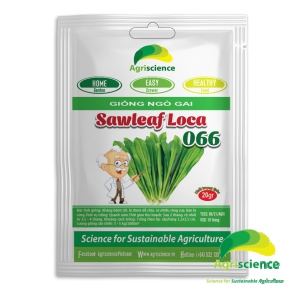 Ngò Gai SAWLEAF LOCAL 066