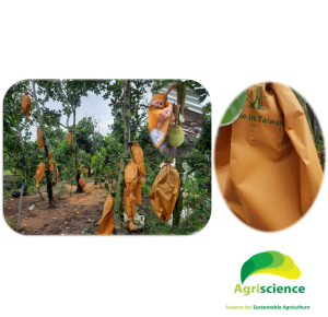 Túi Bao Trái - Agriscience Yellow Made in Taiwain