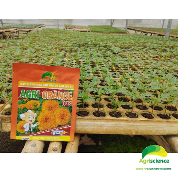 Hoa Vạn Thọ Đỏ Cam Lùn F1 - AGRI ORANGE 02S