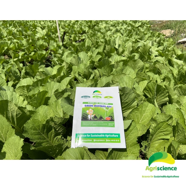 Cải xanh mỡ Green Mustard 666
