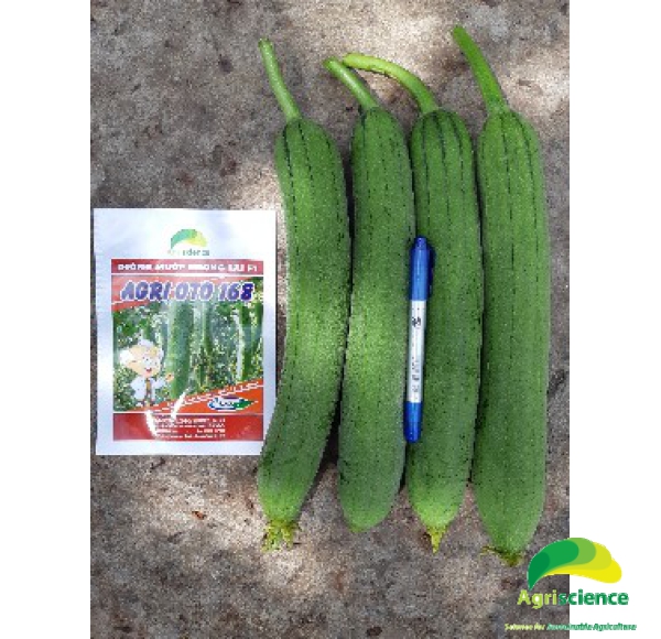 Mướp Hương Lai F1 AGRI OTO 168