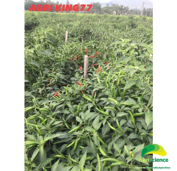 Ớt AGRI - KING 77