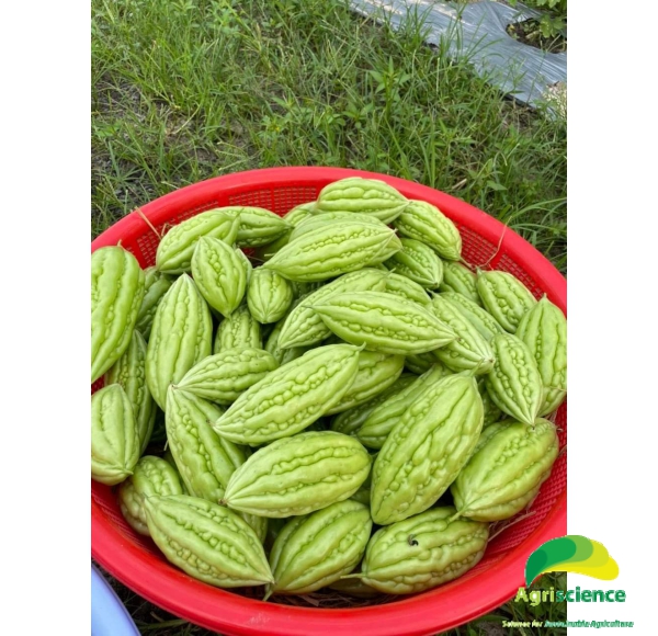 Khổ Qua Lai F1 AGRIONE 666