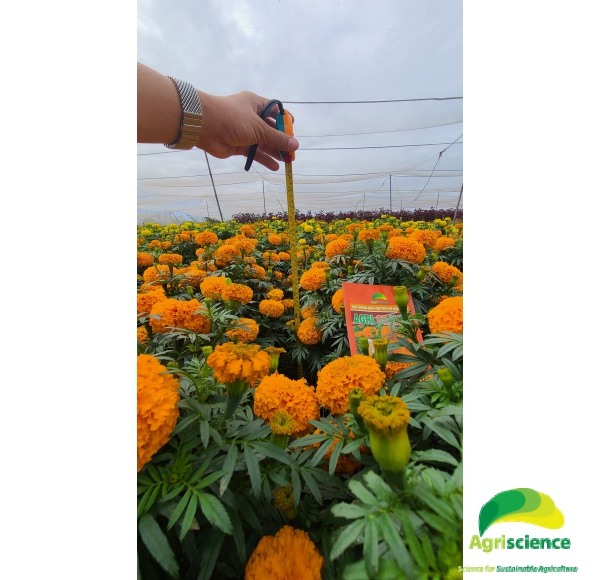 Hoa Vạn Thọ Đỏ Cam Lùn F1 - AGRI ORANGE 02S