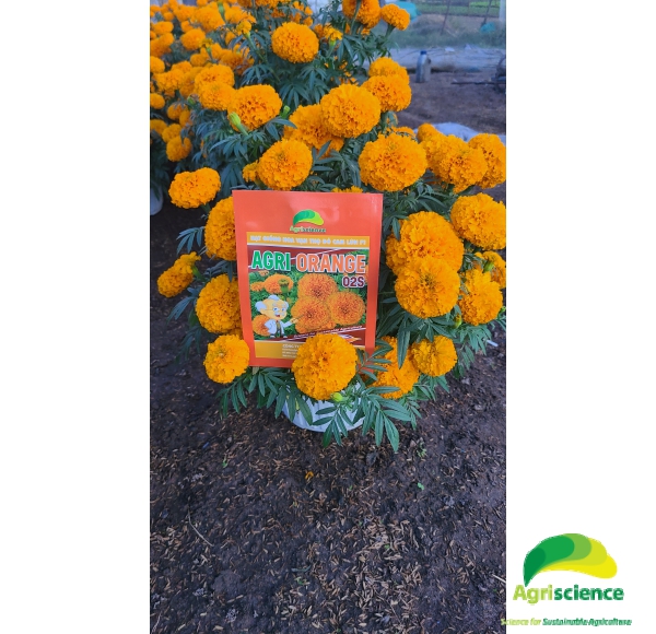 Hoa Vạn Thọ Đỏ Cam Lùn F1 - AGRI ORANGE 02S