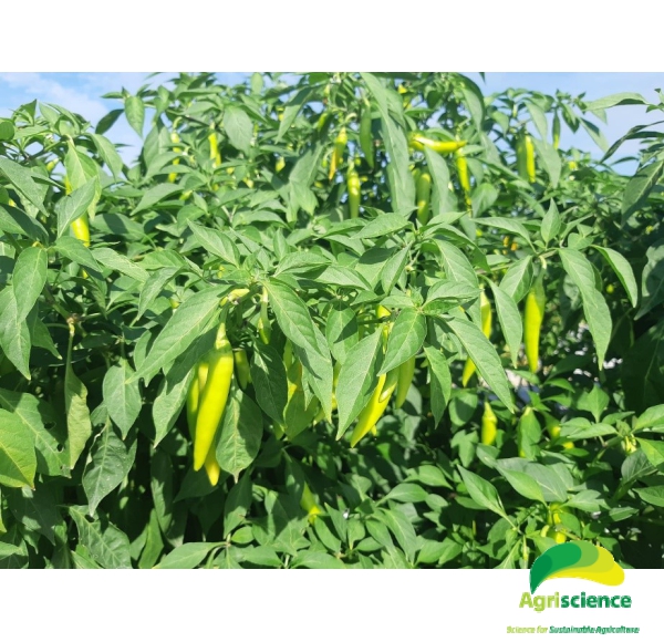 Ớt Sừng Vàng AGRI AFRICA 207