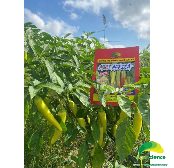 Ớt Sừng Vàng AGRI AFRICA 207