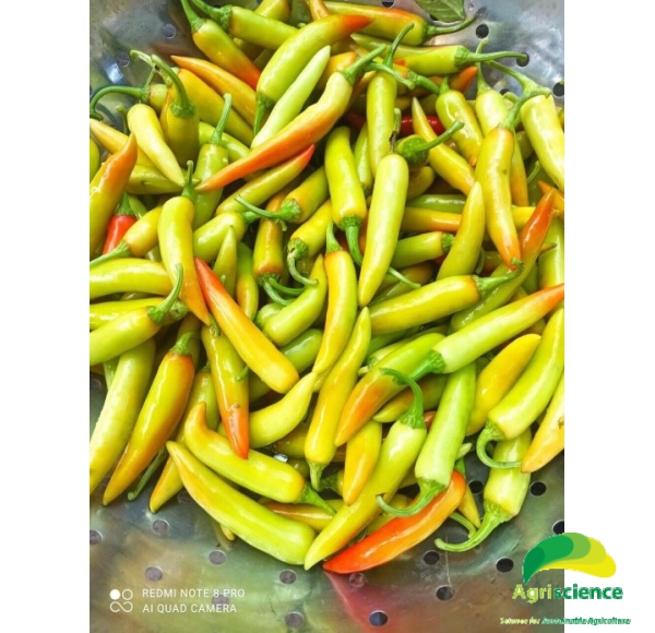 Ớt Sừng Vàng AGRI AFRICA 207