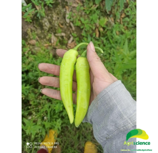 Ớt Sừng Vàng AGRI AFRICA 207