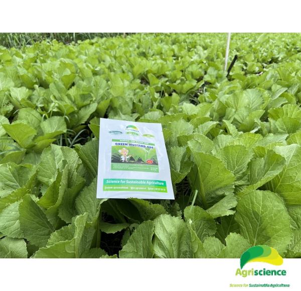 Cải xanh mỡ Green Mustard 666