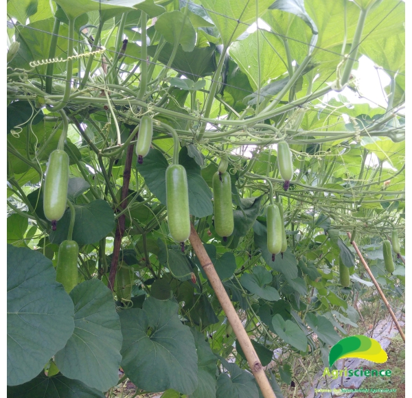 Bầu Sao Lai F1 AGRISTAR 666
