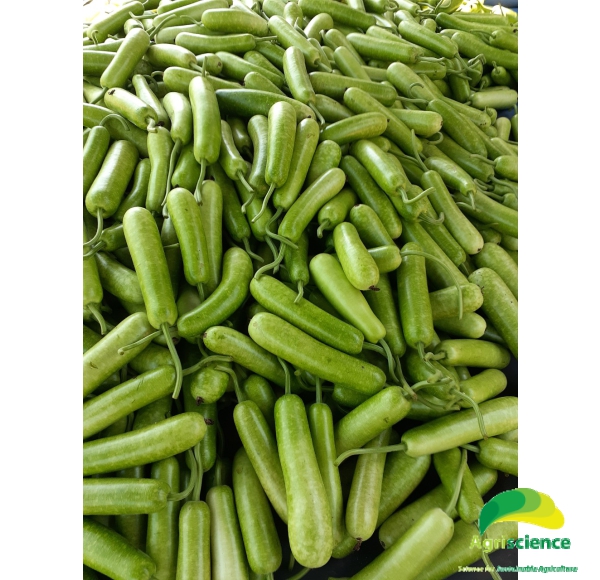 Bầu Sao Lai F1 AGRISTAR 666