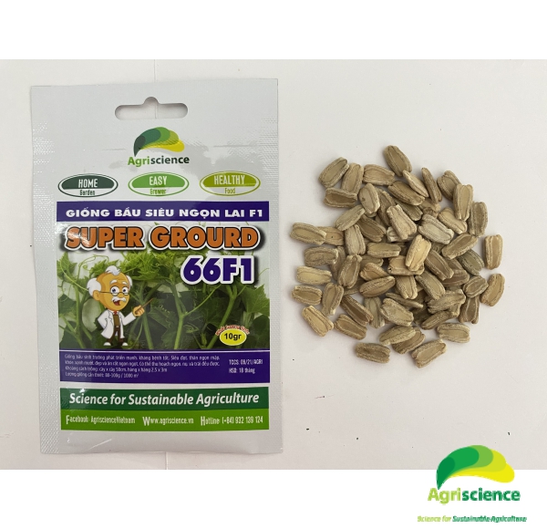Bầu Siêu Ngọn Super Grourd 66F1