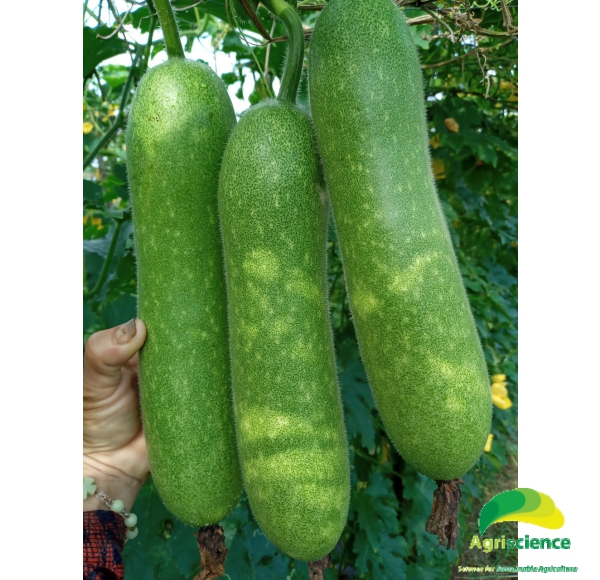 Bí Đao Chanh AGRI WAXGOURD 999