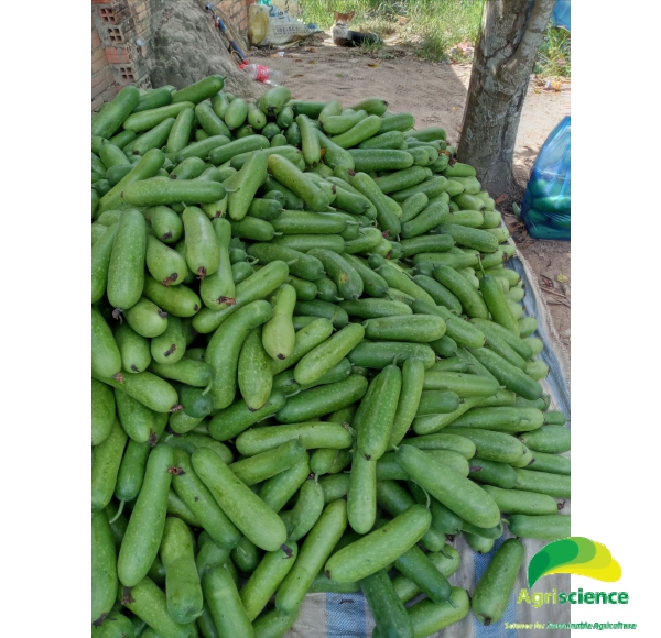 Bí Đao Chanh AGRI WAXGOURD 999