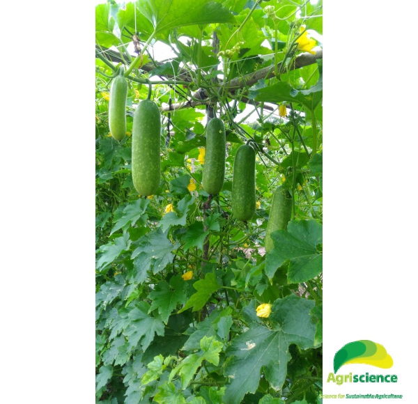 Bí Đao Chanh AGRI WAXGOURD 999
