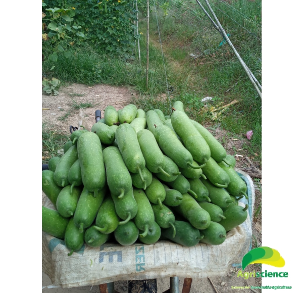 Bí Đao Chanh AGRI WAXGOURD 999