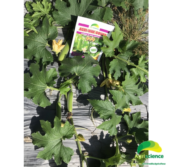 Bí Đao Chanh AGRI WAXGOURD 999