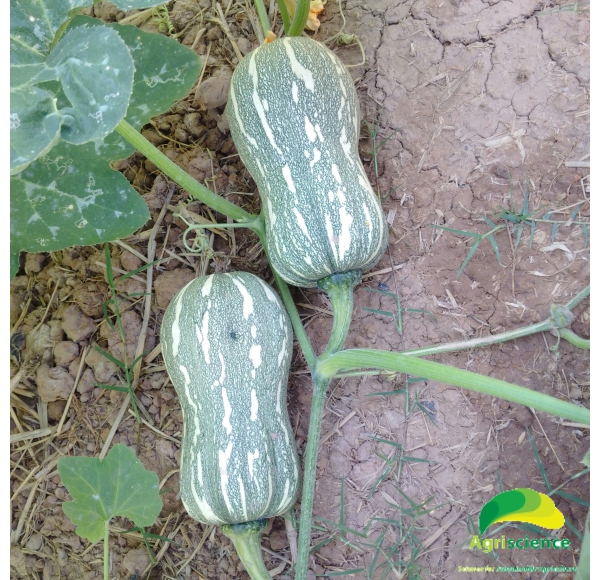 Bí Đậu AGRISUPER 666