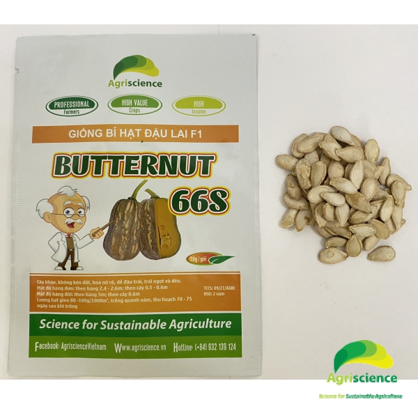 Bí hạt đậu BUTTERNUT 66S