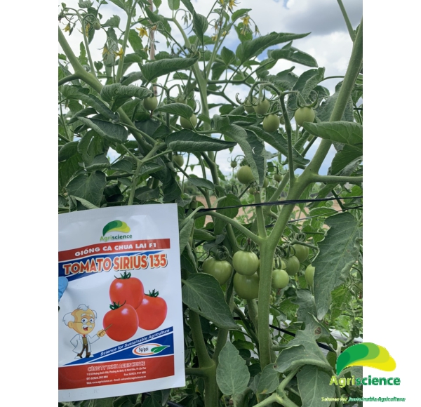 Cà Chua TOMATO SIRIUS 135