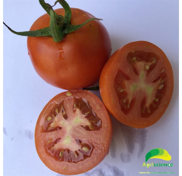 Cà Chua TOMATO SIRIUS 135