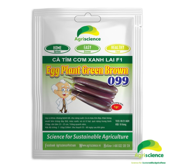 Cà Tím Egg Plant Green Brown 099