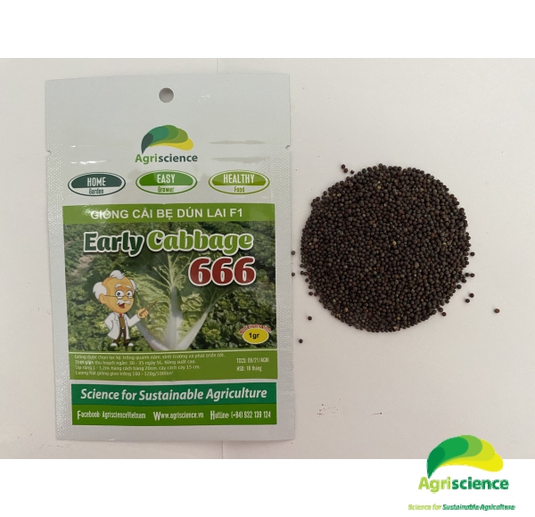 Cải Bẹ Dún EARLY CABBAGE 666