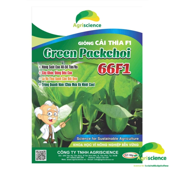 Cải Thìa lai F1 - Green Packchoi 66F1