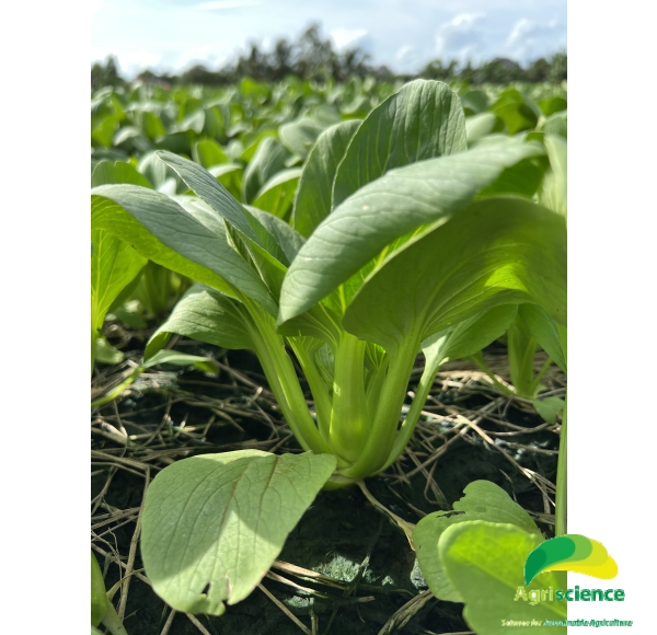 Cải Thìa lai F1 - Green Packchoi 66F1