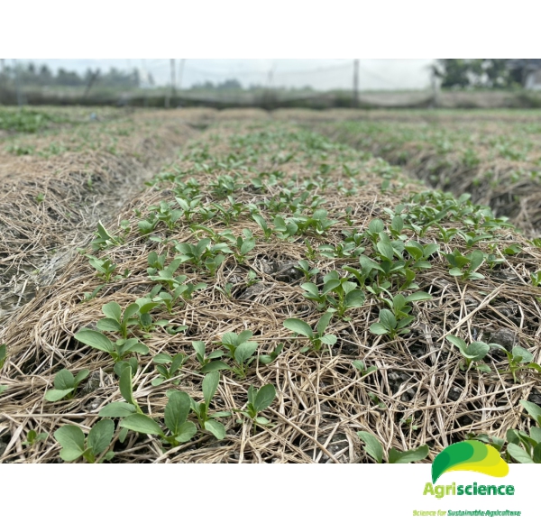 Cải Thìa lai F1 - Green Packchoi 66F1