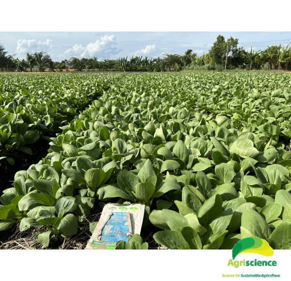 Cải Thìa lai F1 - Green Packchoi 66F1