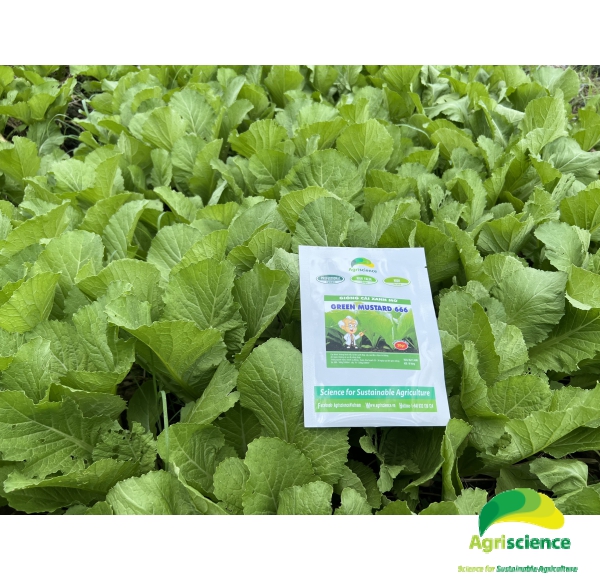 Cải xanh mỡ Green Mustard 666