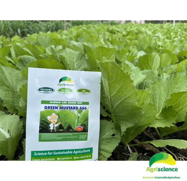 Cải xanh mỡ Green Mustard 666