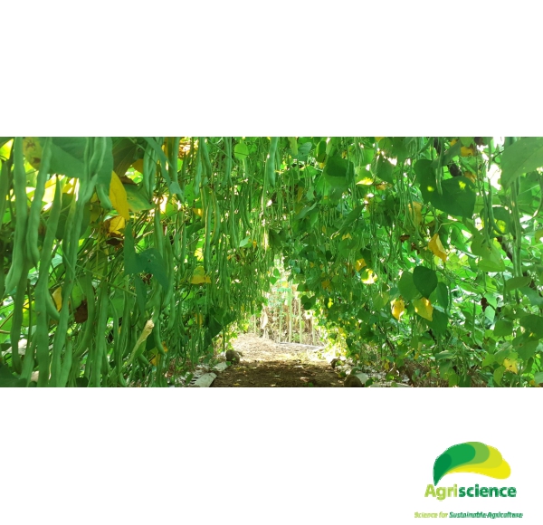 Đậu Cove Hạt Đen Cao Sản AGRI POLO 117